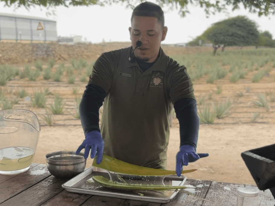 Aloe Vera Factory Aruba